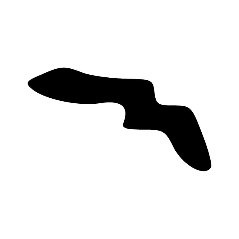 F23 — Membre antérieur de bovin